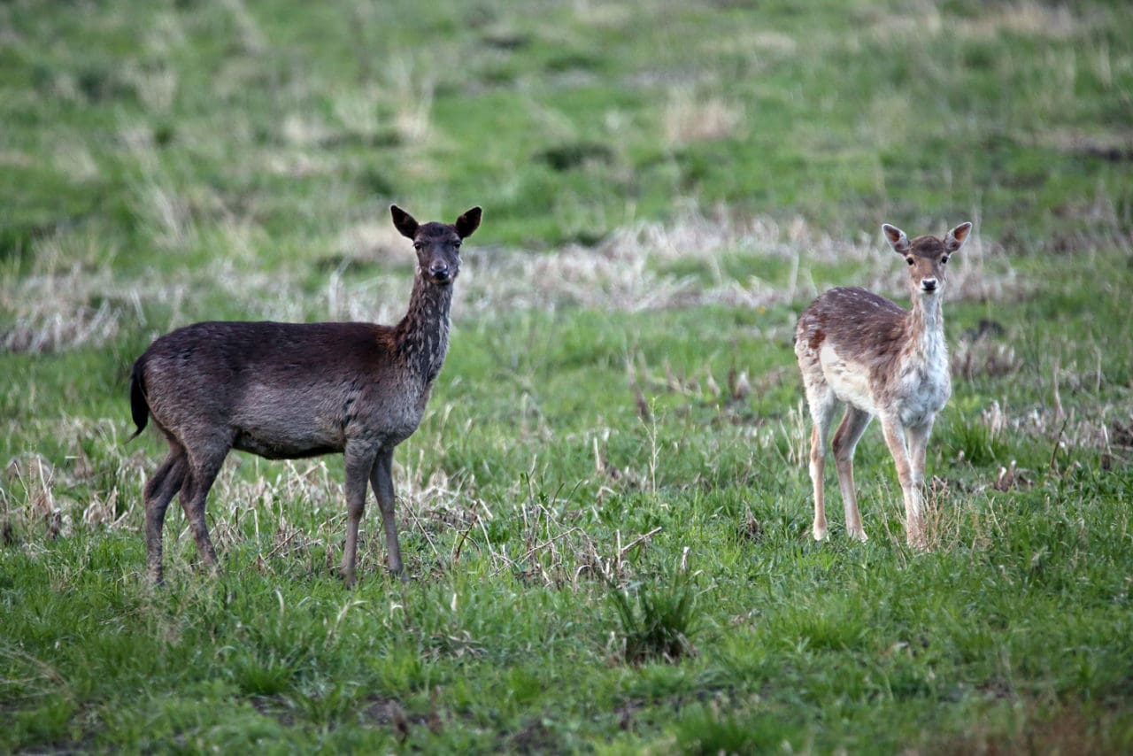 Viltolyckorna med dovhjortar har ökat kraftigt i Östergötland.