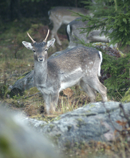 Spetshjort vid en brunstplats. Under dovhjortarnas brunst blir det tillåtet med smygjakt på dovkalvar 21 oktober till 15 november. Det går även att ha vakjakt på dovkalvarna under samma tid.