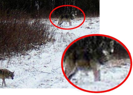 Vad tror ni? Bilden som togs den 21 april är extremt lågupplöst, men visst är den inzoomade vargen märkvärdigt rund om buken. Kanske har vargarna som håller till mellan Norberg, Avesta och Hedemora redan fått valpar.