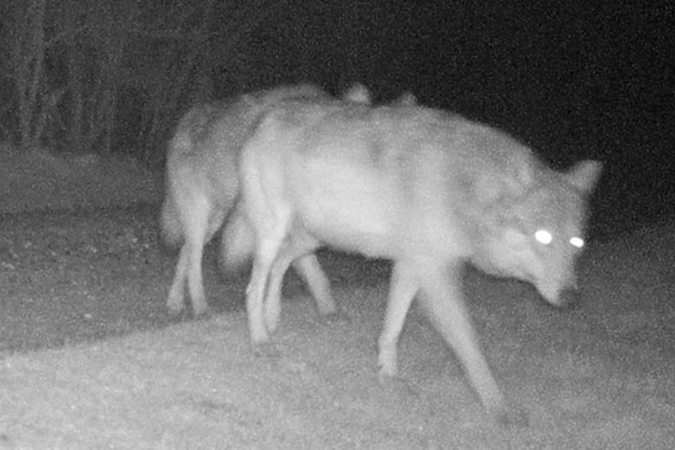 Det är en dräktig vargtik vid Ulfborg på Jylland och det befaras att fårägare kan drabbas av fler vargangrepp under våren.