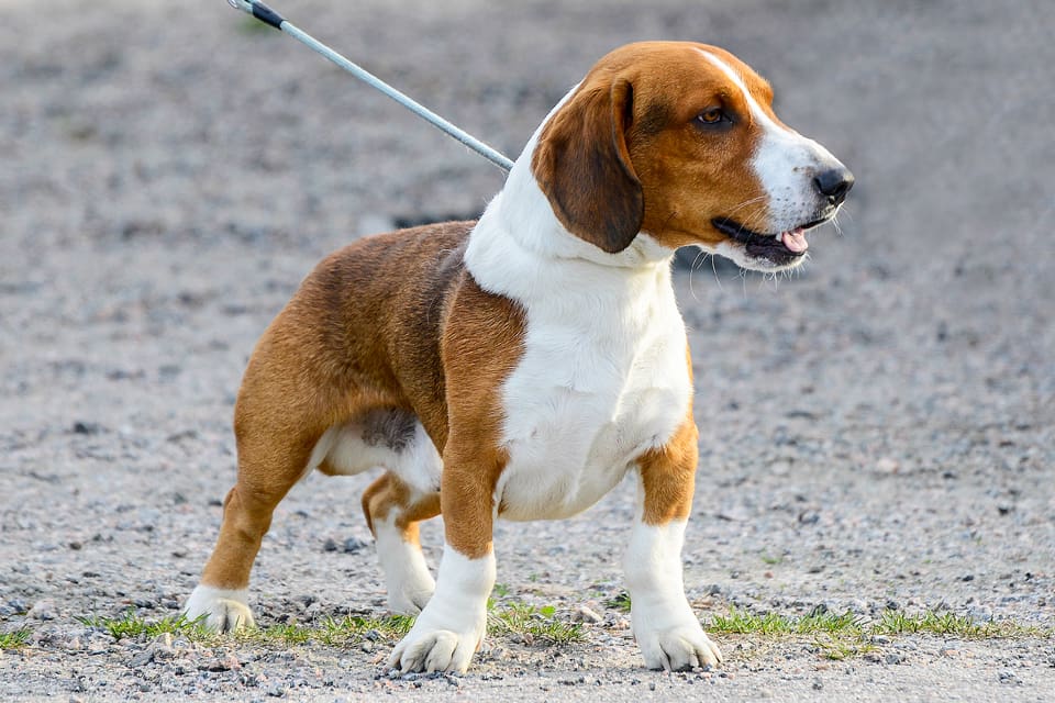 Dreverm Turbo var tilltufsad på ryggen och mycket orolig när husse hittade honom. (arkivbild)