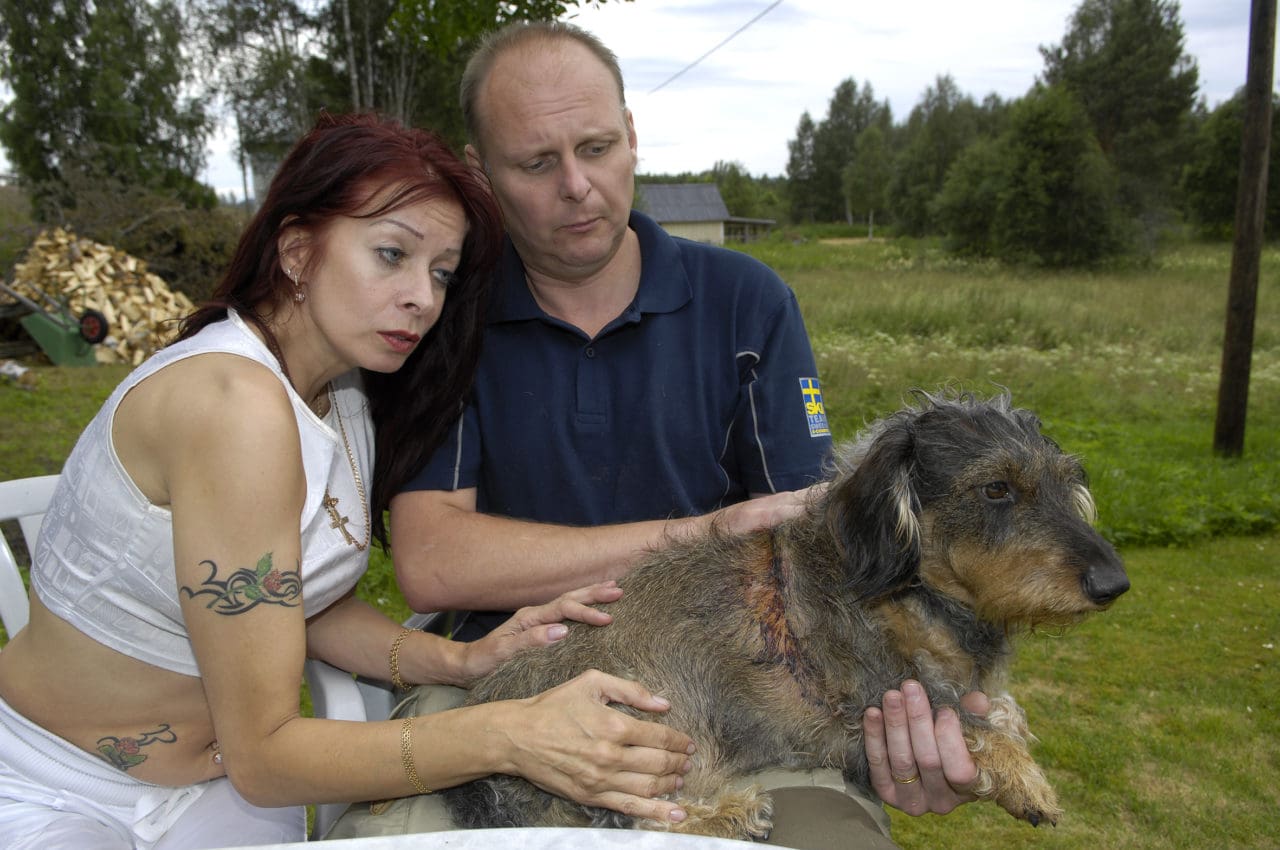 Taxtiken Pingla med husse och matte, Joakim Gustafsson och Karina Rannamaa. Pingla överlevde trots att vargen redan hade henne i sina käftar. Frågan är om hon kan bli återställd, fysiskt och psykiskt.