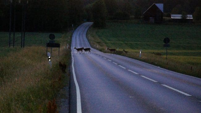 En man i Norrtälje anmälde en viltolycka först efter fem dagar. Han dömdes till 10 000 i böter för förseelse mot jaktlagen.