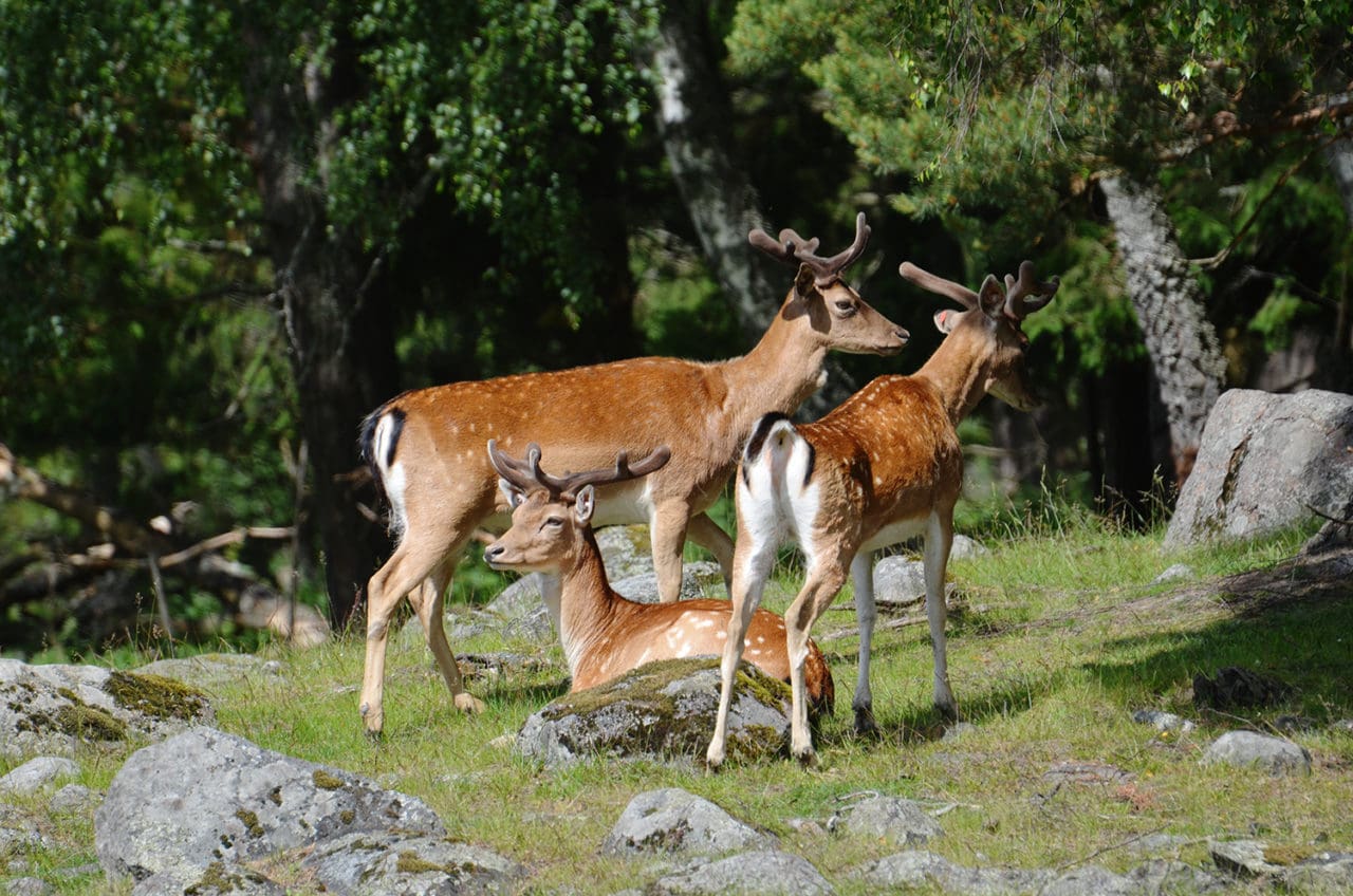 Flera av forskningsprojekten handlar om klövvilt.