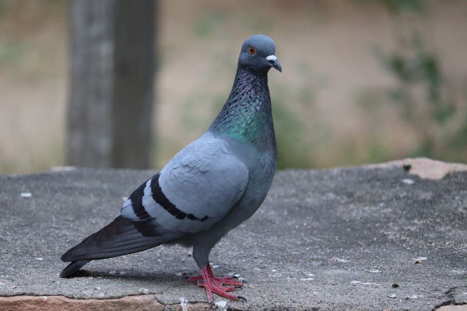 Newcastlesjuka är en allvarlig och smittsam sjukdom som drabbar fåglar. (arkivbild)