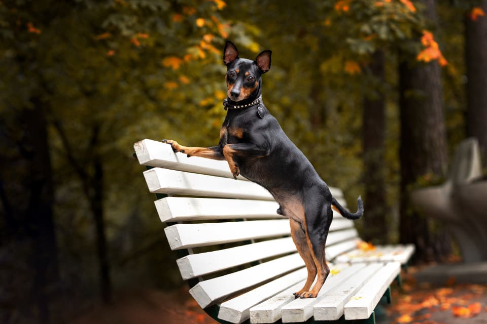 Dvärgpinscher är en populär och alert liten sällskapshund, ursprungligen råttfångare, som ska väga 4–6 kilo.