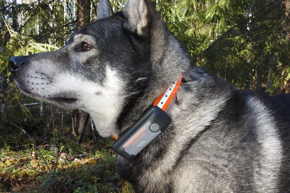 Den nya hundpejlen eTrack pro för Easyhunt-appen ska klara dålig mobiltäckning i jaktmarkerna.