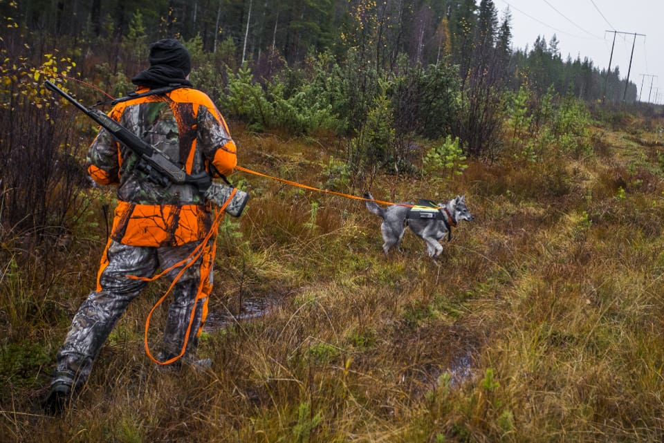 Mannen som hade vunnit den första upphandlingen kunde inte delta i den andra eftersom hans jakthundar är registrerade på hans fru.