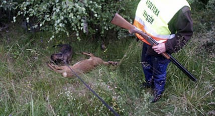 Bojkott sprider sig. Allt fler eftersöksjägare ansluter sig till eftersöksbojkotten i Västra Götaland.