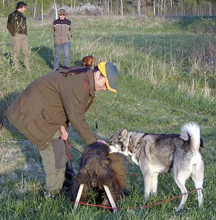 Träning av hund för eftersök. Lyckade eftersök kan ofta inte göras med bandad hund. Varken träning eller skarpa eftersök kan utföras om hunden släpps i vargmarker. Det blir omöjligt att upprätthålla svensk lagstiftning vad gäller eftersök på skadat vilt, hävdar debattören Calle Seleborg. 