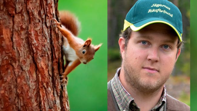 Förslaget från Naturvårdsverket att återinföra jakt på ekorre är en viktig vändpunkt för viltförvaltningen, skriver JRF-konsulenten Jens Gustafsson. Budskapet är att djur som ses som en resurs ska kunna jagas om det saknas skäl att skydda arten.