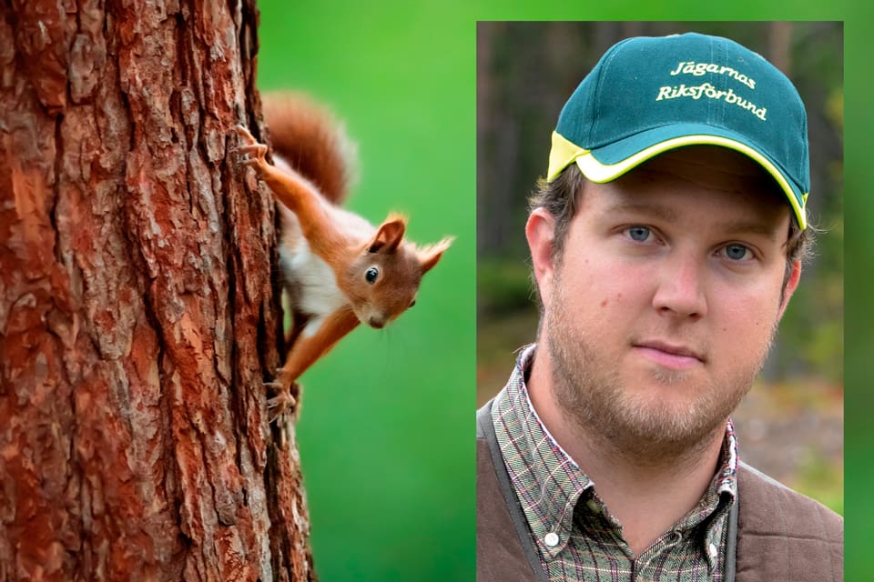 Förslaget från Naturvårdsverket att återinföra jakt på ekorre är en viktig vändpunkt för viltförvaltningen, skriver JRF-konsulenten Jens Gustafsson. Budskapet är att djur som ses som en resurs ska kunna jagas om det saknas skäl att skydda arten.