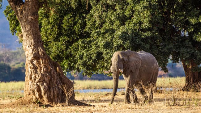 Det kostar upp till 10 000 dollar, cirka 84 000 svenska kronor, att fälla en elefant i Zimbabwe.