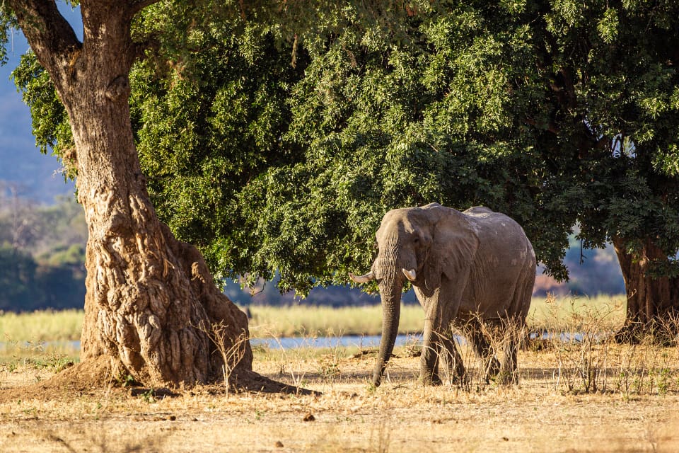 Det kostar upp till 10 000 dollar, cirka 84 000 svenska kronor, att fälla en elefant i Zimbabwe.