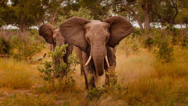 Vanliga jaktresor till Afrika, eller skattebrott? De tre misstänkta förnekar att de gjort något kriminellt.