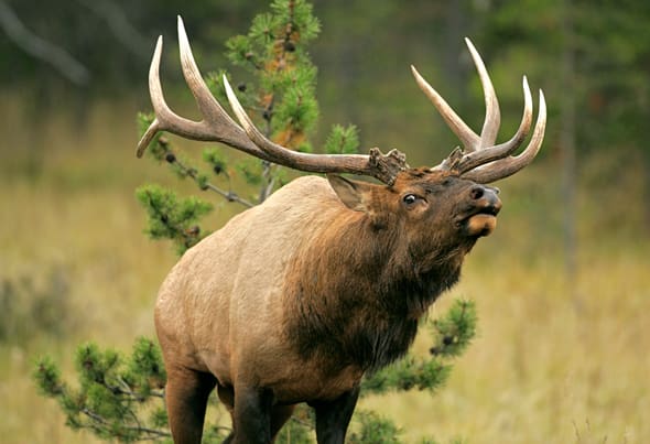 Elk (wapiti) tillhör ett av de största hjortdjuren.