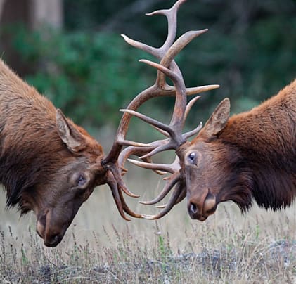 Det kan bli hårda uppgörelser mellan wapitihjortar. Hjorten nummer tio från Yellowstone blev TV-kändis när han hade reviruppgörelser på stadsgator. Nu har tian blivit vargmat.