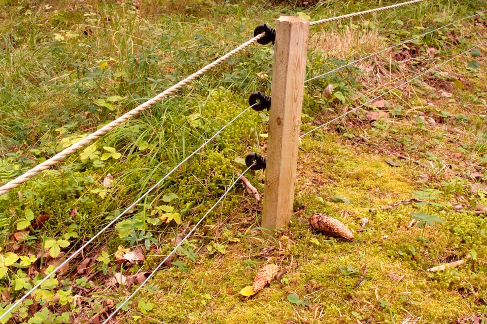 Stängsel som ger elstötar ska stoppa vildsvin med svinpest från att ta sig in i Frankrike från Belgien. Frivilliga har ryckt ut för att bygga gränsstängslet. (Arkivbild)