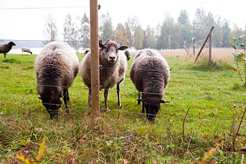 Trots att sammanlagt 44 får dött efter tre vargattacker i Veddige i Halland blir det ingen skyddsjakt på varg. Fårägaren måste istället sätta upp godkänt elstängsel runt den vargdrabbade fårhagen. Men totalt finns mer än 1 000 får och det behövs då två mil elstängsel. (Arkivbild)