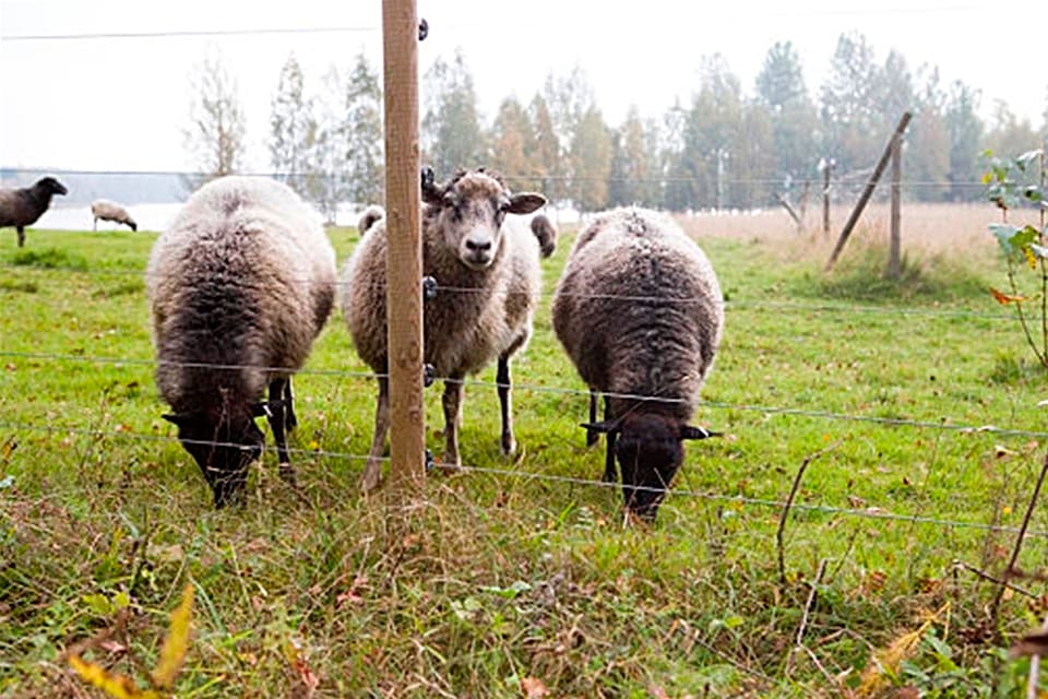 Kostnaderna för vargangrepp mot tamdjur skenar i norra Tyskland i takt med att antalet vargattacker ökat kraftigt. I år beräknas skyddsåtgärderna kosta drygt 42 miljoner kronor.