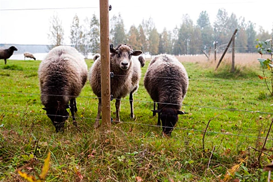 Åtta får dödades av varg i helgen i en hage med femtrådigt elstängsel i Lysvikstrakten i Sunne kommun i Värmland. (Arkivbild)