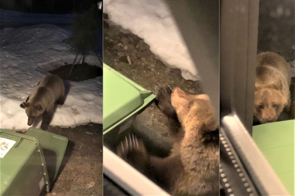Här stökar den orädda björnen runt i soptunnan ett par meter från familjen Atleströms hus i Digernäs.