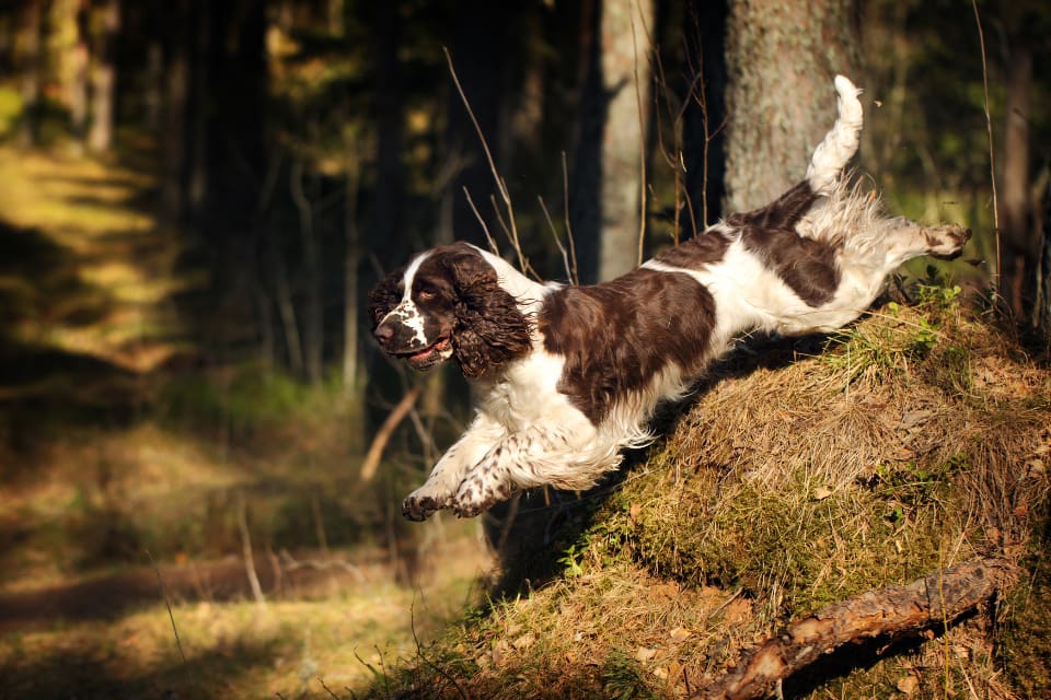 De båda engelsk springer spaniel-hanarna har små skador. Kvinnan har större avvärjningsskador på händerna. (arkivbild)