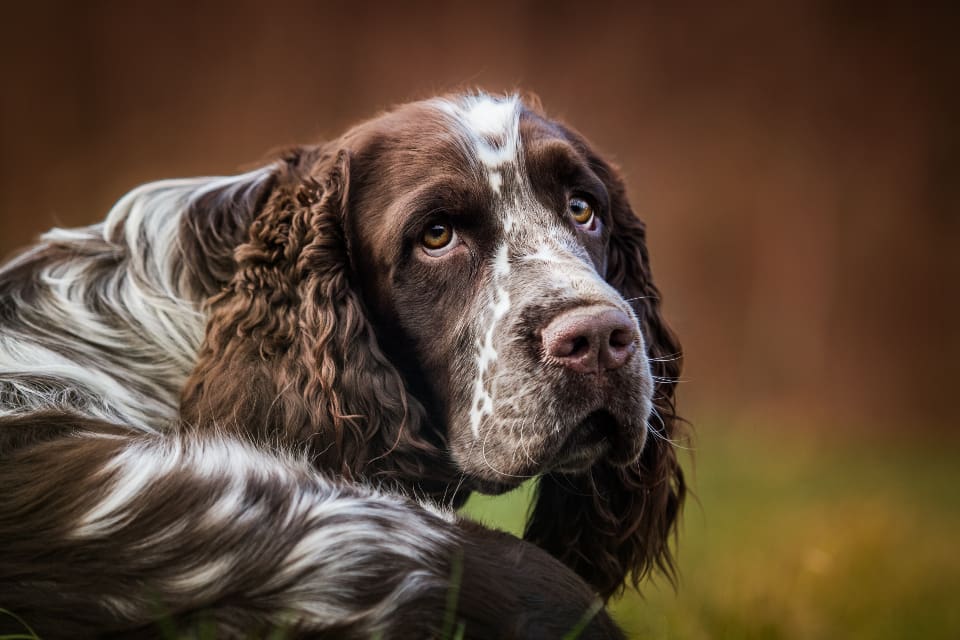 Kvinnan har två engelsk springer spaniel-hanar som blev attackerade av ett "monster" när de släpptes ut kopplade i trädgården. Hundarnas skador ska besiktas av länsstyrelsen. (arkivbild)