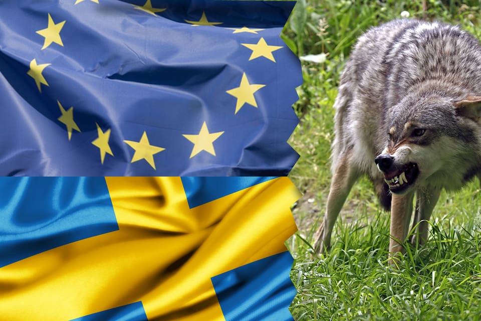 I kväll kom Sveriges svar på EU-kritik av den svenska vargpolitiken.