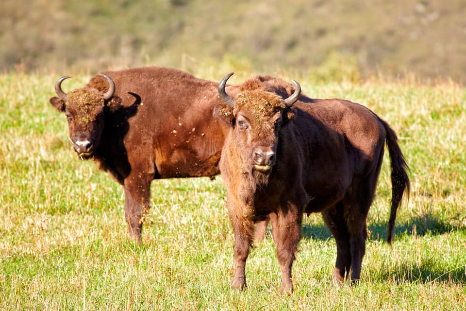 Bison ska få jagas i Polen, enligt ett myndighetsbeslut. Men djurrättsaktivister protesterar.