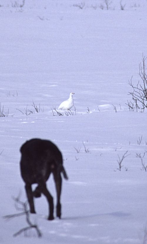 Fågelhund på väg mot ripa. Ripjägare undrar hur de ska göra med risken för fågelinfluensa. Hur skall man göra när man passar fågel och kan man äta köttet?