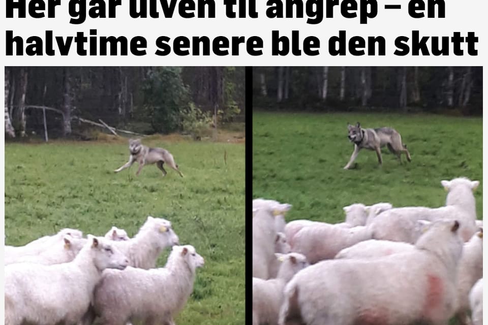 Norska TV 2 har publicerat bilder av Björn Vidar Teppen på vargen som inte vek undan trots rop och stenkastning sedan den angripit flera får i norska Trysil. Det blev stopp på vargen först när den sköts med en blykula.