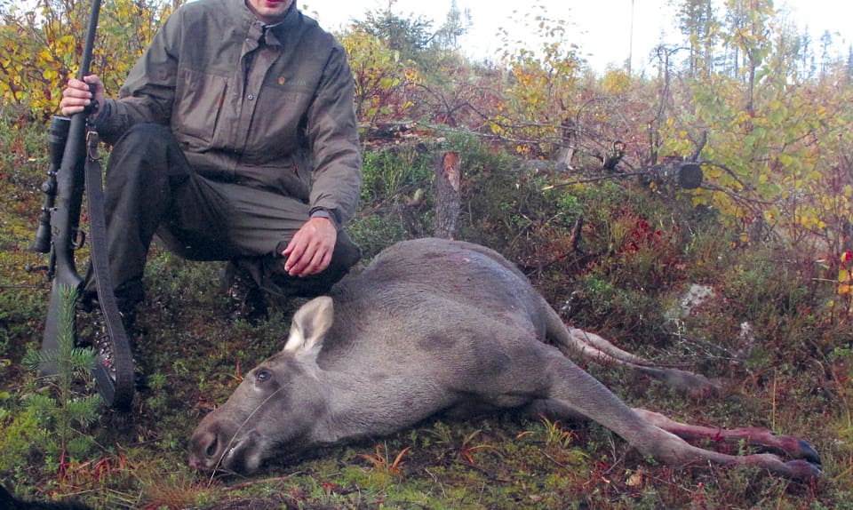 I fem fall har älgjakten gått till åklagare sedan jaktlag i Västerbotten varken anmält fällda älgar till länsstyrelsen eller betalat fällavgifter. (Arkivbild)