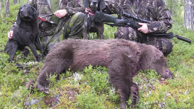 För jägare som vill få björnköttet styckat eller sälja köttet vidare kan det bli långa resor med den fällda björnen. Få viltslakterier tar emot björnkött.