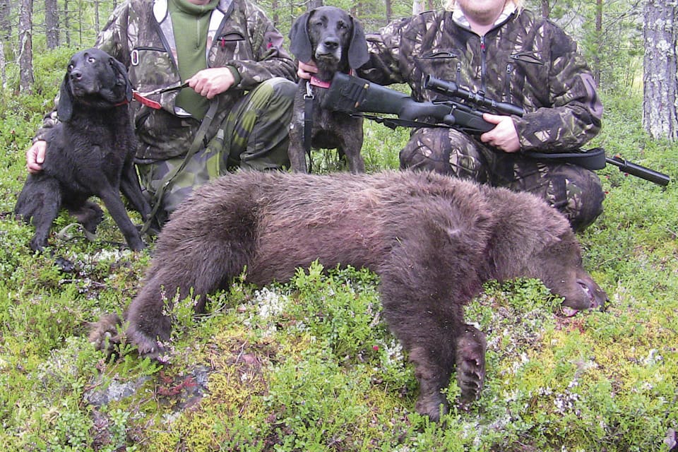 För jägare som vill få björnköttet styckat eller sälja köttet vidare kan det bli långa resor med den fällda björnen. Få viltslakterier tar emot björnkött.