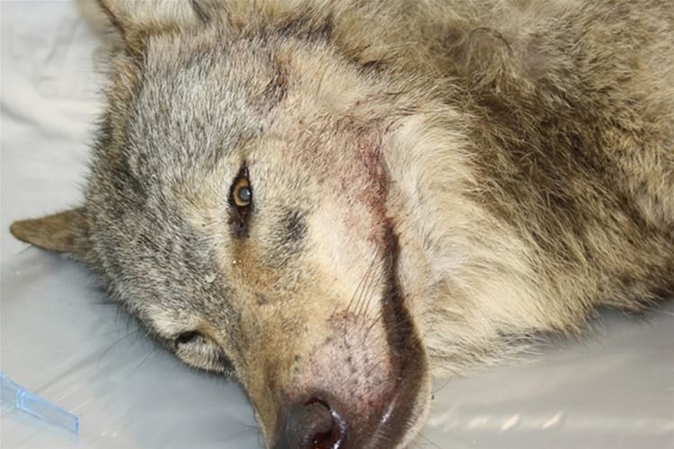 En 66-årig man åtalas för att fällt Ulfborg-tiken som sköts på Jylland i april. Förutom fängelsestraff yrkar åklagaren på att mannens vapen ska konfiskeras och att han inte ska få jaga under en period.