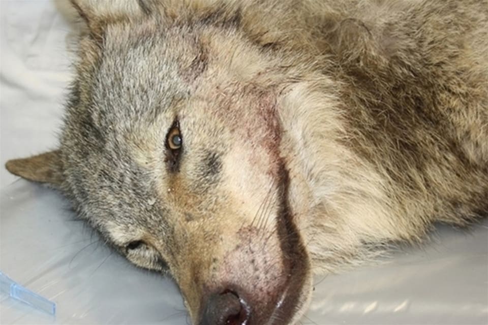 Senckenberg-institutet i Tyskland har konstaterat att det inte finns hund-dna i proverna från den skjutna vargtiken.