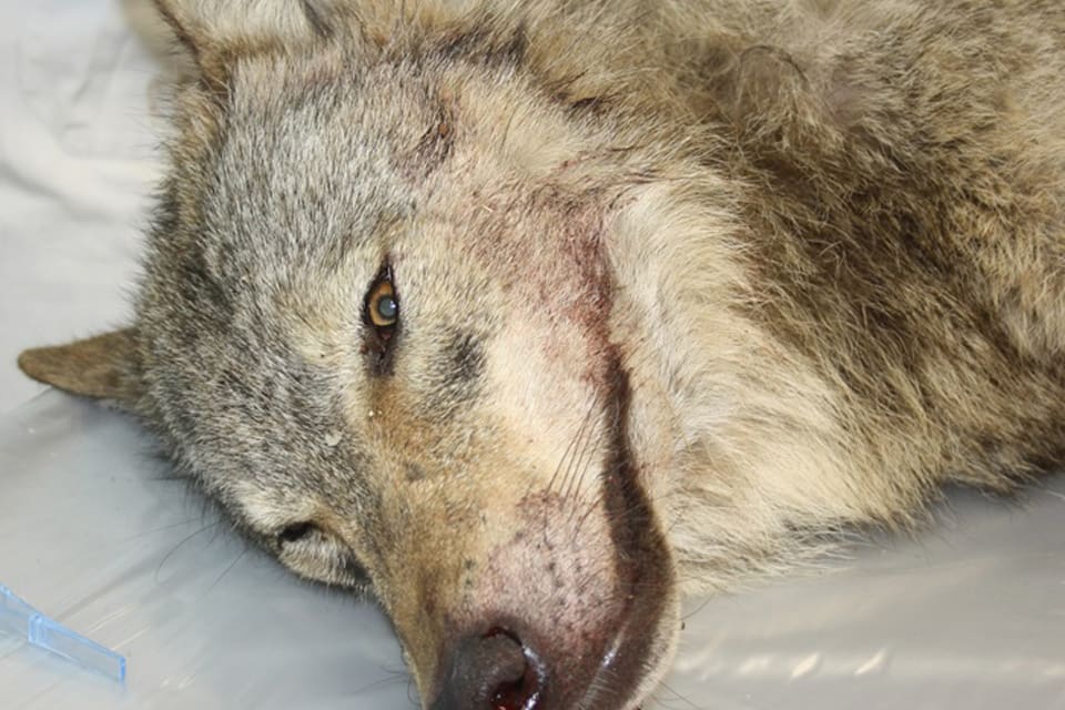 Tiken på danska Västjylland dödades av en studsarkula som gick genom ena lungan. Det visar obduktionen som gjorts på det danska veterinärinstitutet (DTU)