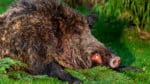 Svinpesten sprids i Belgien sedan hittills nio döda vildsvin med smittan hittats. Miljöorganisationer vill i sin tur stoppa viltstängslet mot Tyskland som ska stoppa svinpesten från att nå Danmark.