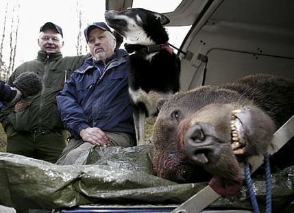 Bröderna Björn och Lars Svanberg med laikan Tarras. Björn och Lars lyckades fälla den magra björnhannen, som troligtvis dödade Arnulf Ranung i Valsjöbyn.