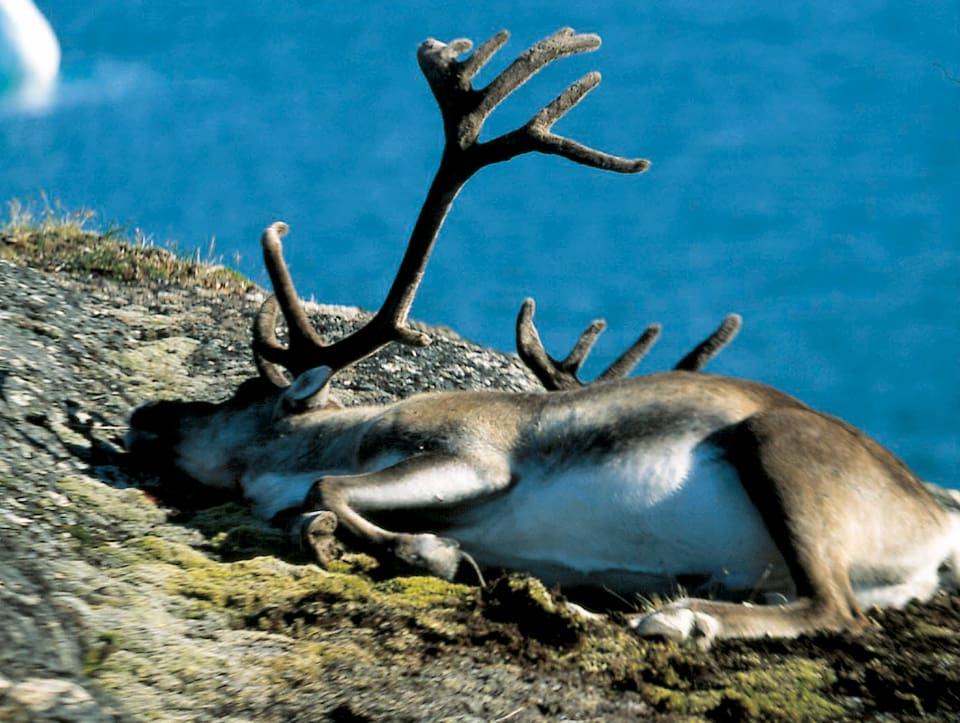 I samband med kampanjen att skjuta bort alla vildrenar på Nordfjella i Norge har två av de fällda djuren testats positivt för sjukdomen CWD. (Arkivbild)