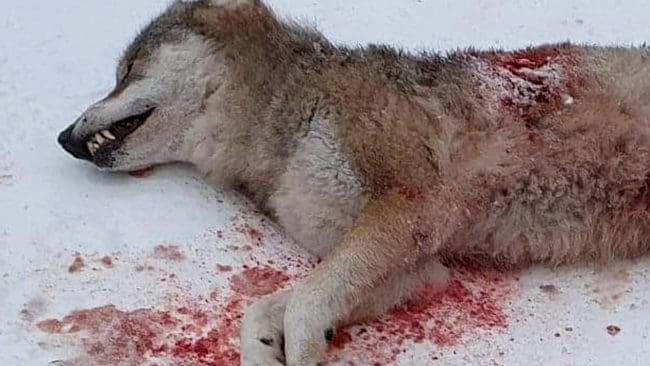På eftermiddagen fälldes den femte vargen i Ryssjönreviret av en hundförare. Det är bra spårsnö i jaktområdet inför helgens jakt på den sista licensvargen i Gävleborg. (Arkivbild)