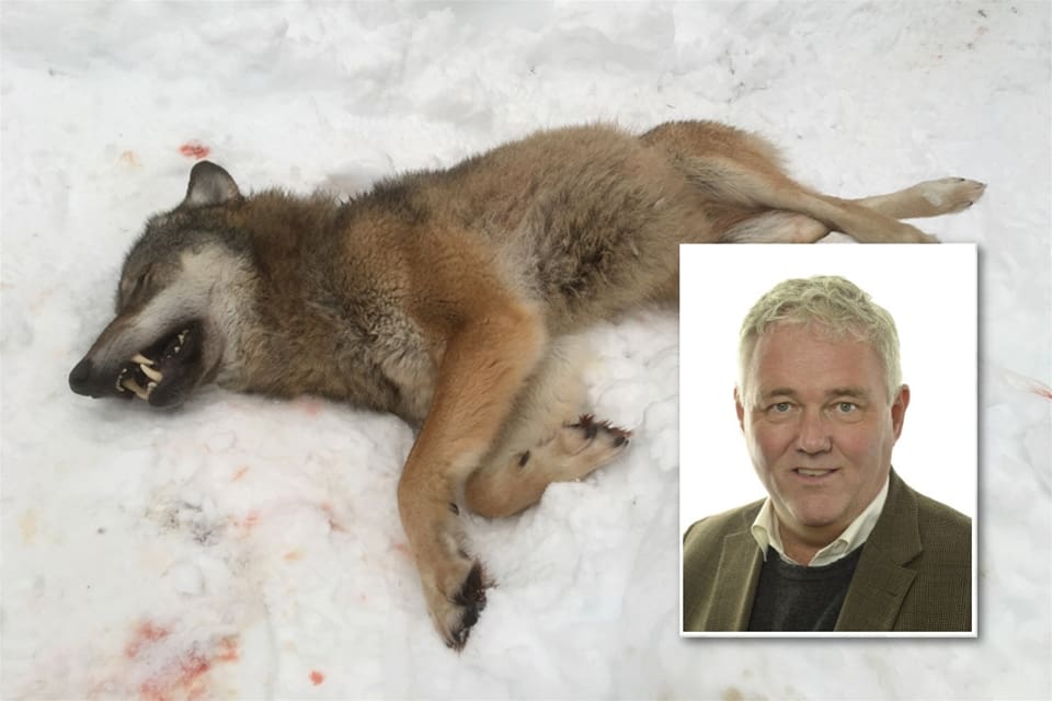 Anders W Jonsson, vikarierande C-partiledare, har klarat en första etapp att få fram ett tillkännagivande om nya regler för skyddsjakt på varg.