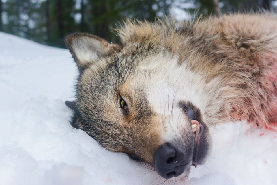 Rovviltsnämnderna i tre fylken i den norska vargzonen vill att det ska fällas 36 vargar i vinter om tre flockar tas bort. Miljödirektoratet vill freda en flock.
