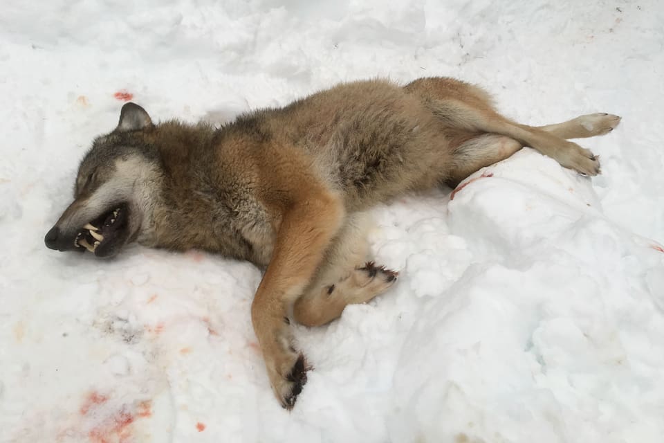 Av totalt 119 skyddsjakter på varg i Sverige står Jämtland för nästan hälften. Men det är ändå bara 36 vargar som avlivats i Jämtland efter att skyddsjakt beviljats. Flest avslag om vargjakt är det i Dalarna där bara varannan ansökan beviljats sedan år 2016.