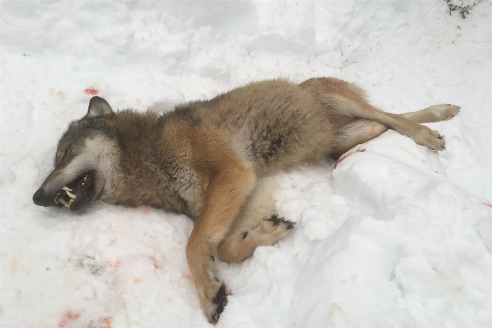Fyra av sex vargar fälldes under licensjaktens första dag i den norska vargzonen. (arkivbild)