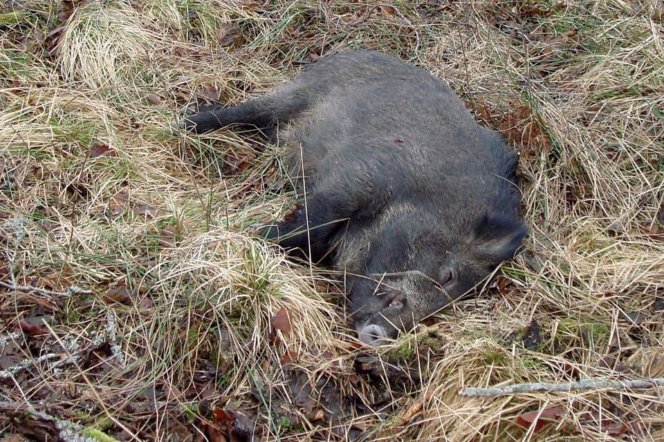 Har de radioaktiva vildsvinen också gett radioaktiva jägare? En mätning av Hebys vildsvinsjägare ska pågå i fyra dagar och görs i en mobil helkroppsmätare.