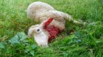 1 144 får har dödats eller skadats av rovdjur förra året i Norge. Vargen är ansvarig för 48 procent av skadorna på får och lamm.
