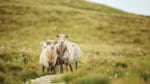 Cirka 2 miljoner får och lamm släpps på bete varje år i Norge.