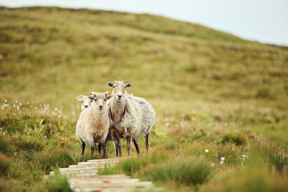 Cirka 2 miljoner får och lamm släpps på bete varje år i Norge.